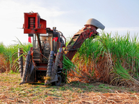 SUGARCANE BLADES